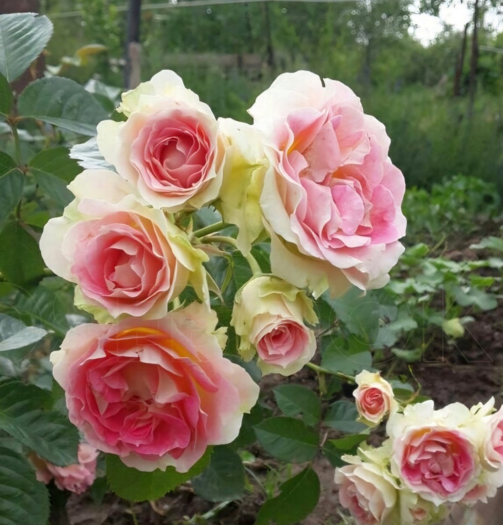 Роза плетистая Цезарь