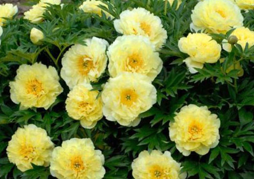 Пион Йеллоу Дудл Денди