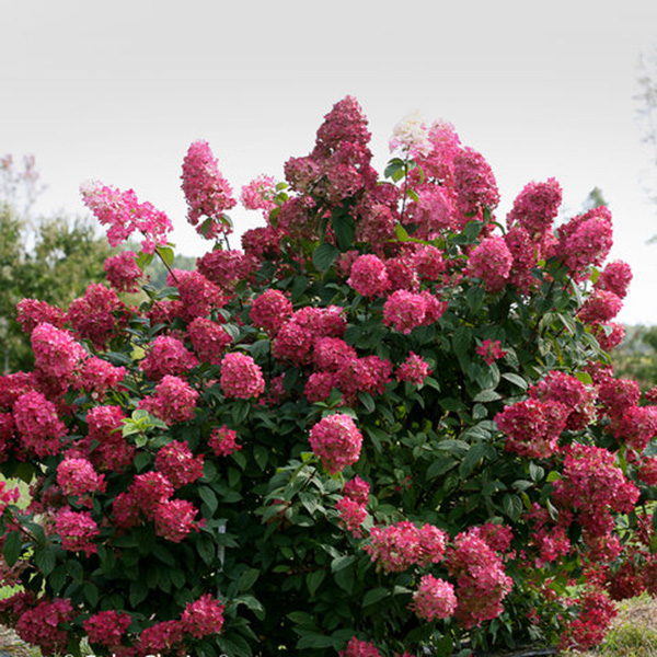 Гортензия метельчатая Файер Лайт