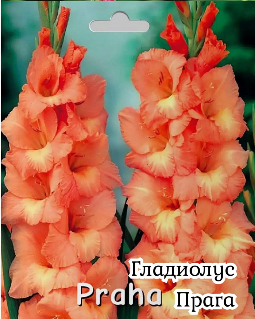 Гладиолус Прага