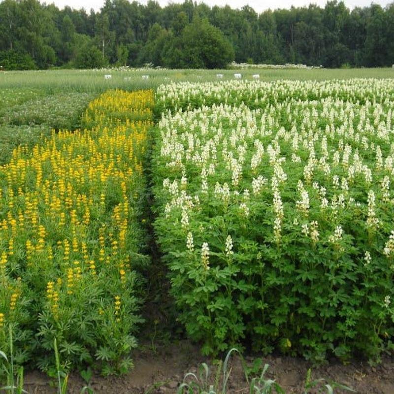 Лекция «Как сделать почву плодородной и рыхлой. Сидераты - зеленые удобрения»