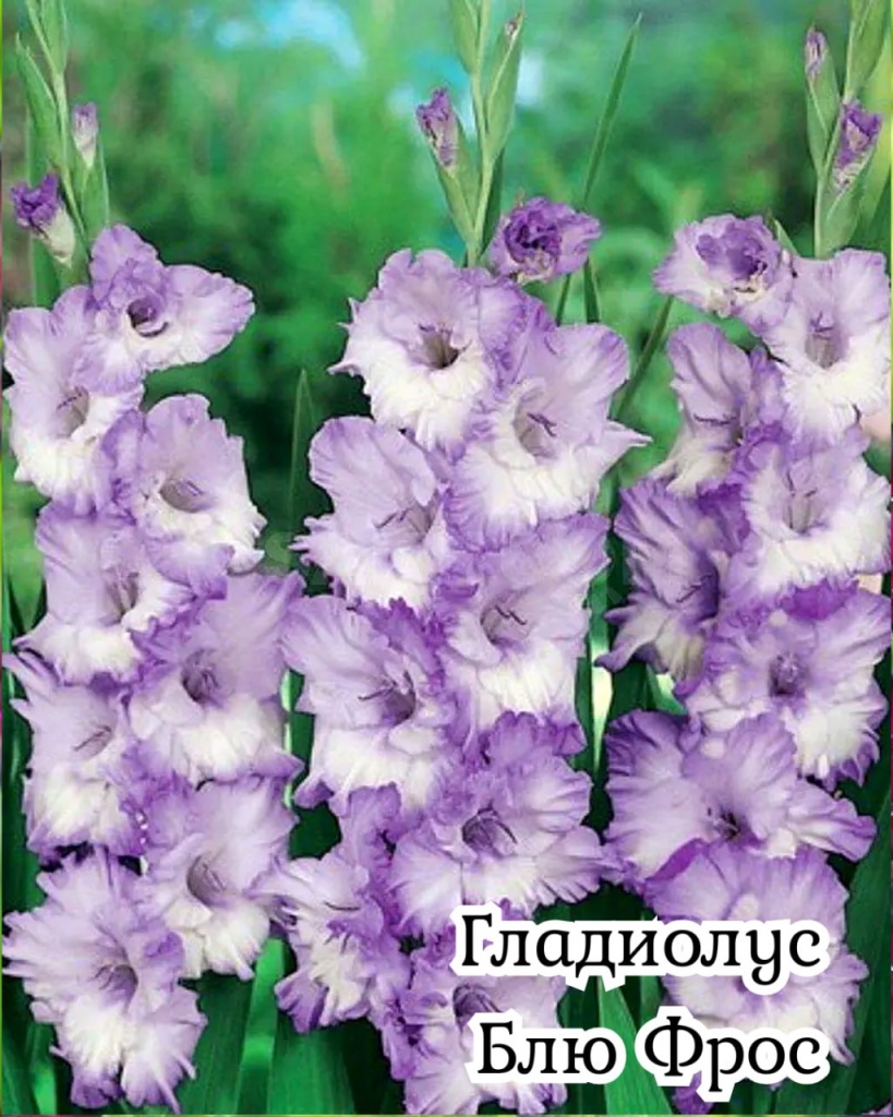 Гладиолус Блю Фрост