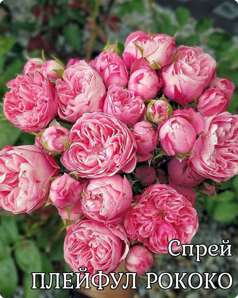 Роза спрей Плейфул Рококо