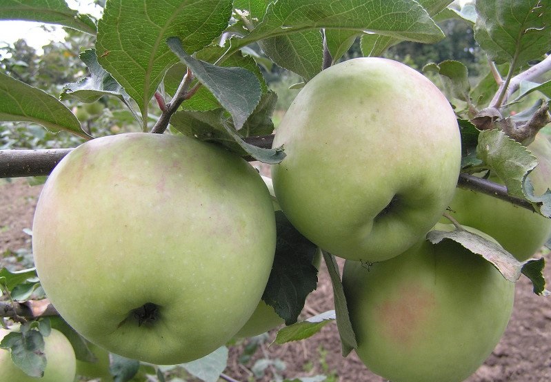 Саженцы яблони «Синап Орловский»