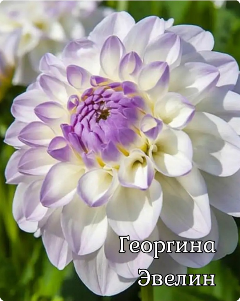 Георгина Эвелин