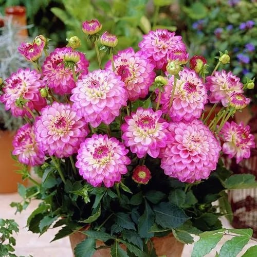 Георгина Синсерити