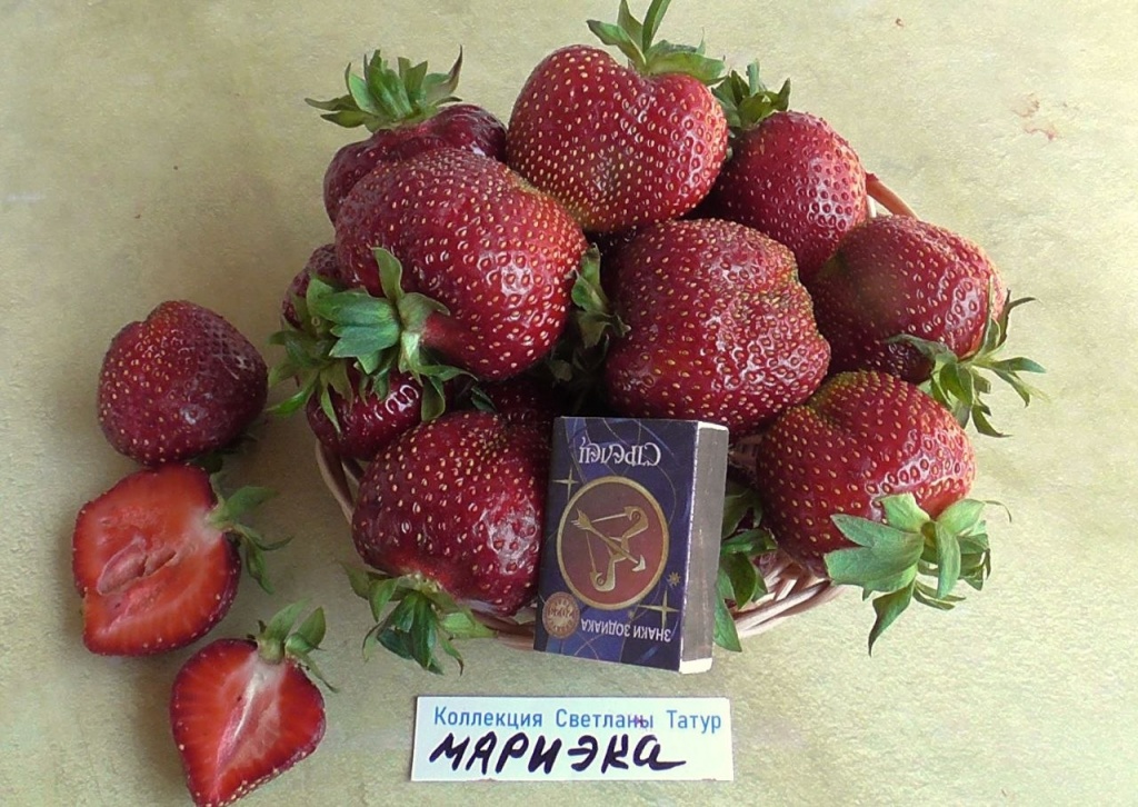 Клубника поздняя Мариека (Marieka)