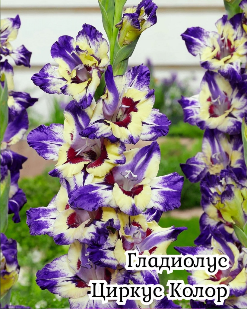 Гладиолус Циркус Колор