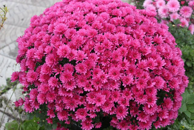 Хризантема Bransound Purple (30)