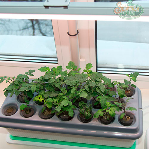 Растущий фитосветильник