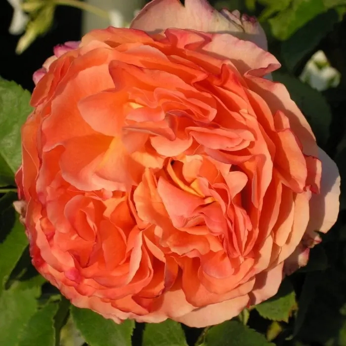  Роза чайно-гибридная роза Анри Дельбар