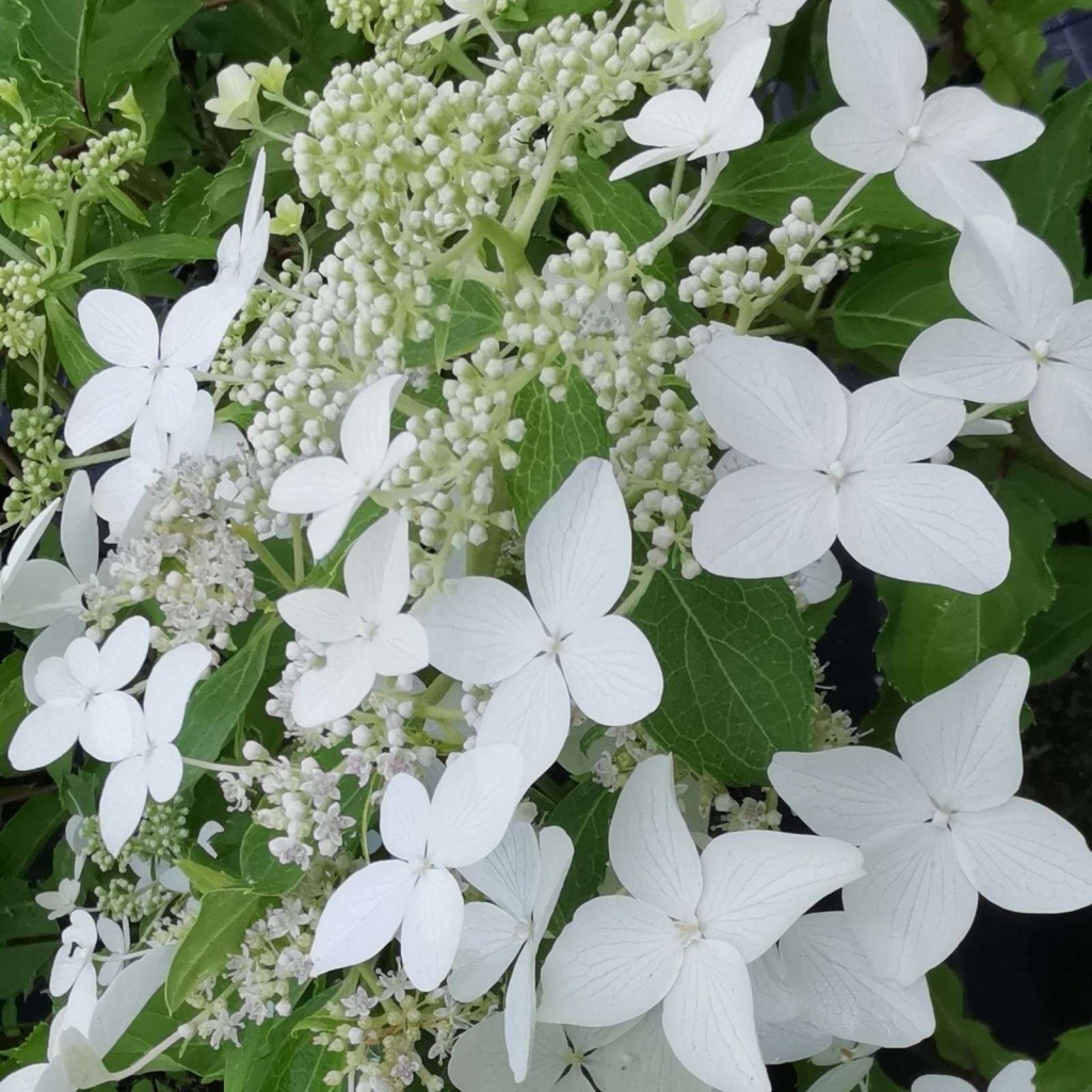 Гортензия метельчатая Мэджикал Старлайт