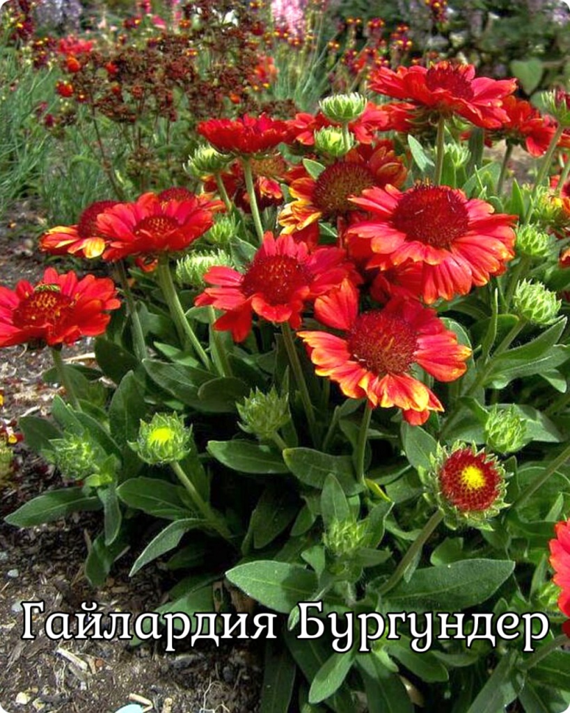 Гайлардия Бургундер
