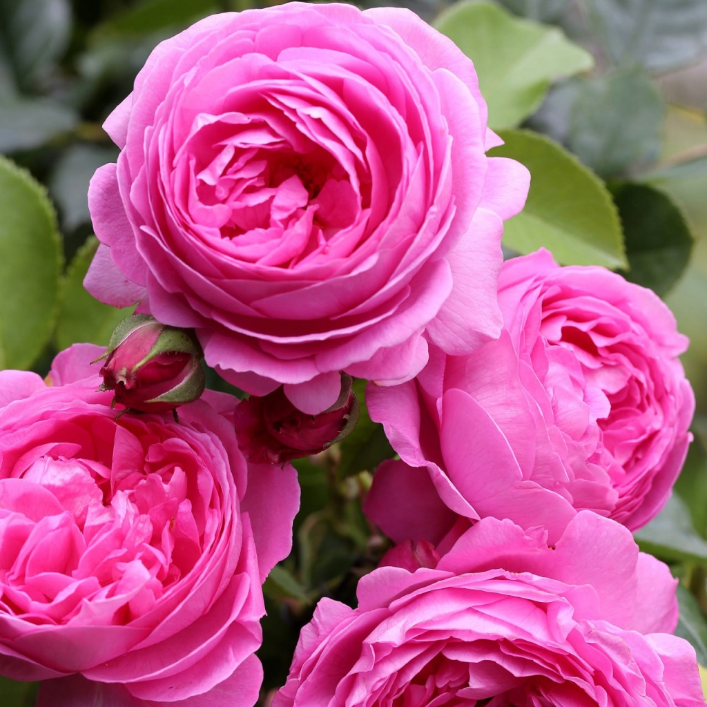 Роза плетистая Луис Одиер