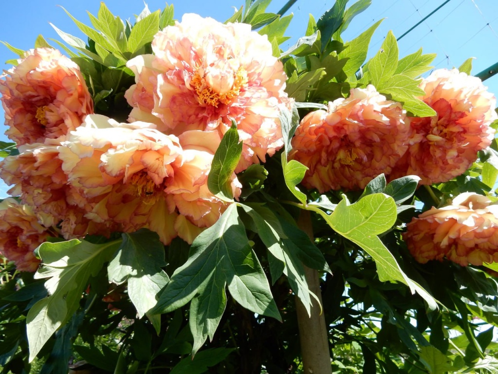 Пион древовидный (привитый на пион травянистый) Кинко