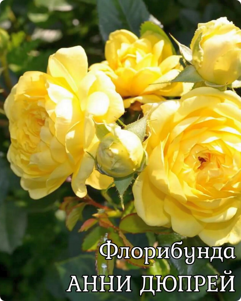 Роза флорибунда Анни Дюпрей