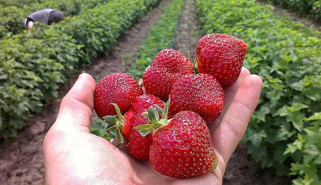 Раннеспелая клубника Дели