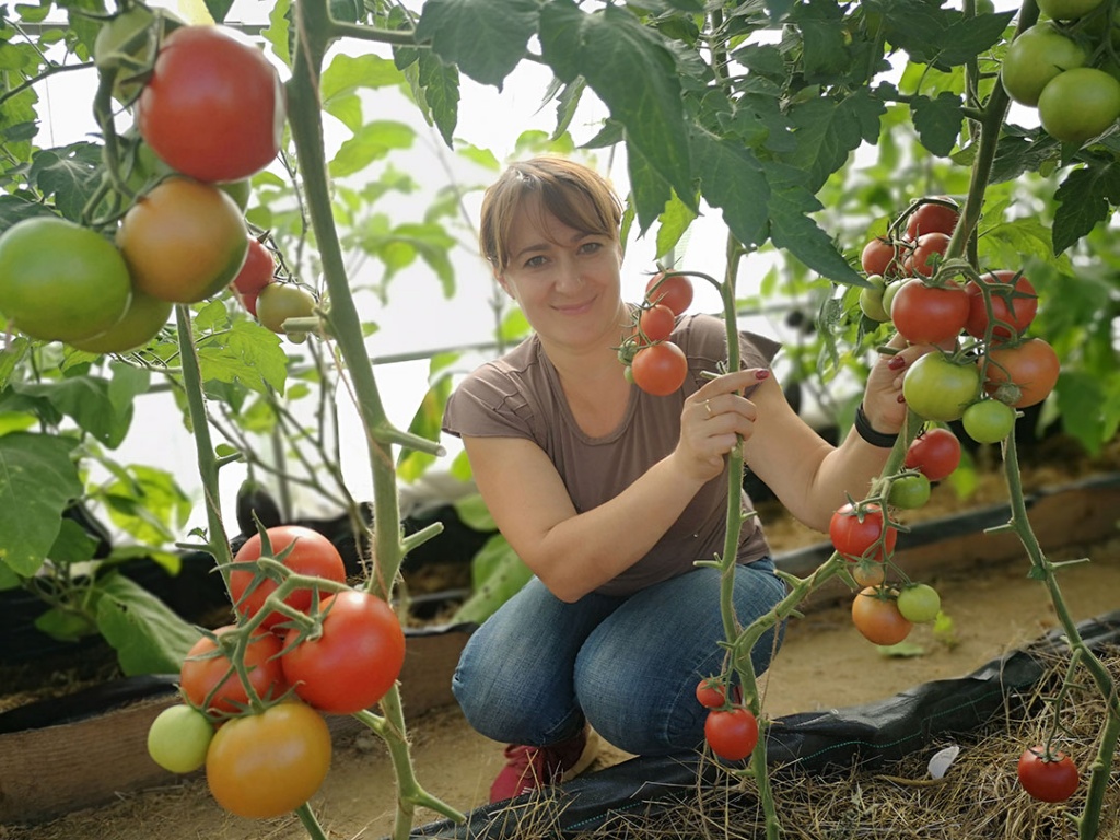 Томатное изобилие. Как получить 12 кг с куста