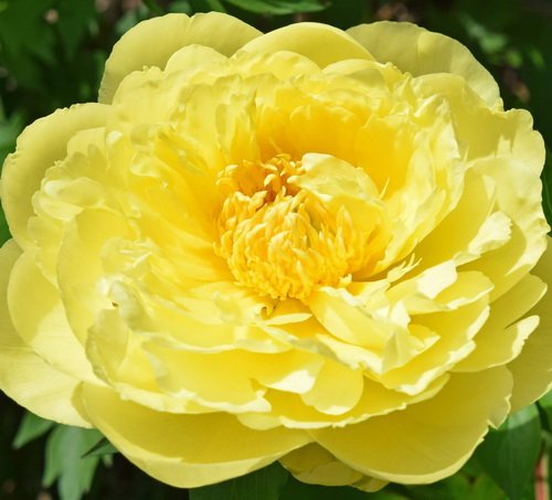 Пион Йеллоу Дудл Денди