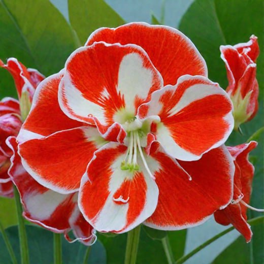 Амариллис Самба