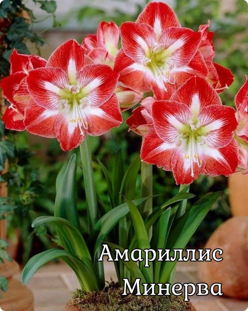 Амариллис Минерва