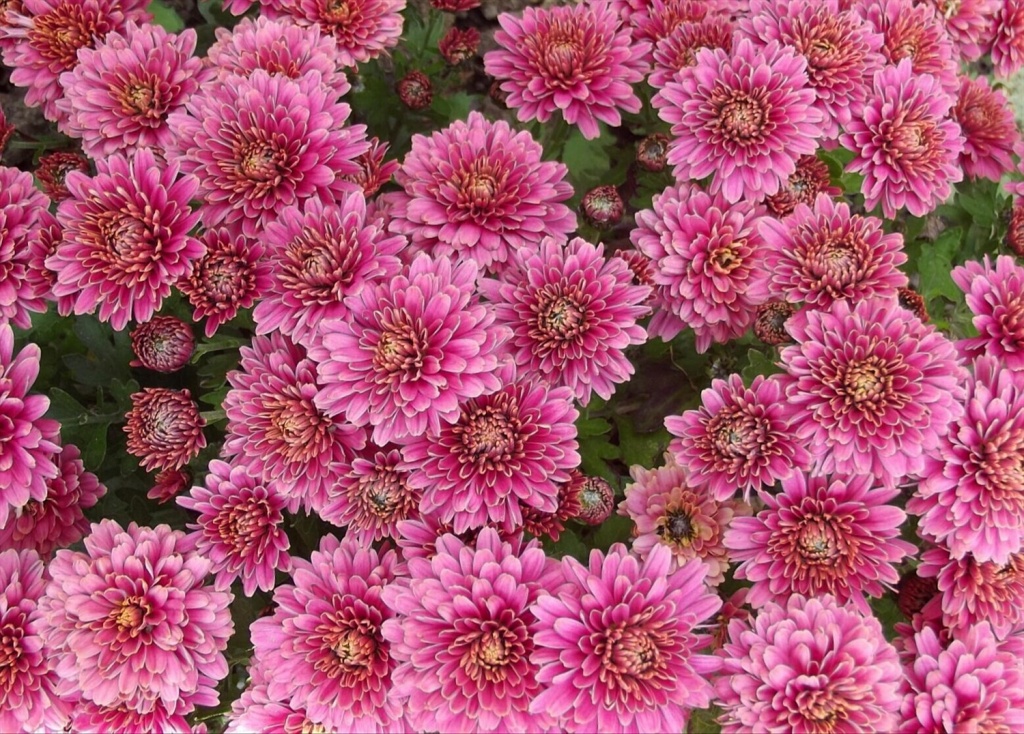 Хризантема Brangala (№73)