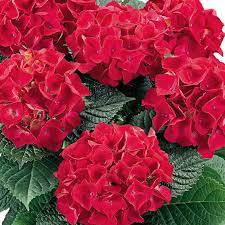 Крупнолистная гортензия Хот Рэд