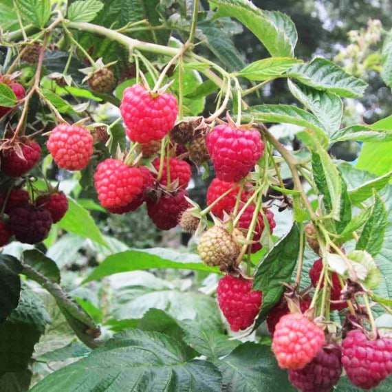 Малина ремонтантная Зюгана