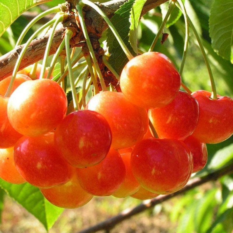 Саженцы черешни «Соперница»