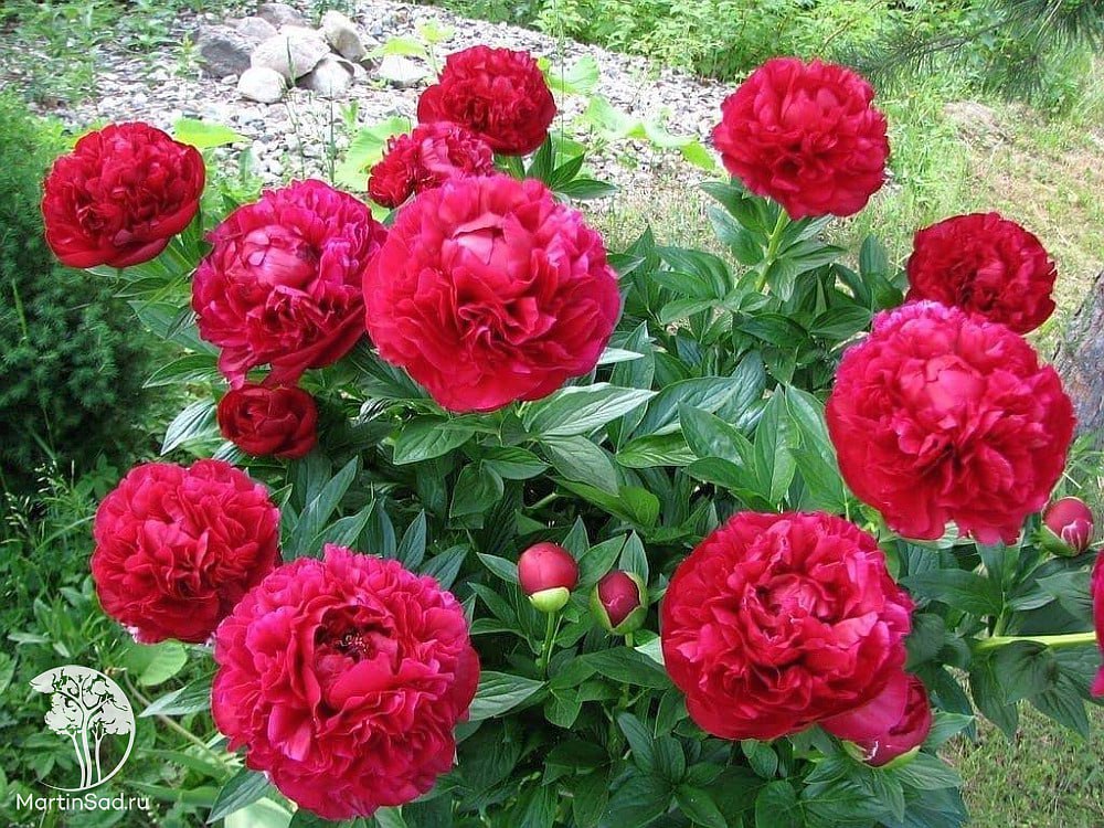 Пион Генри Боксток