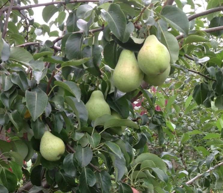 Саженцы груши «Большая летняя»