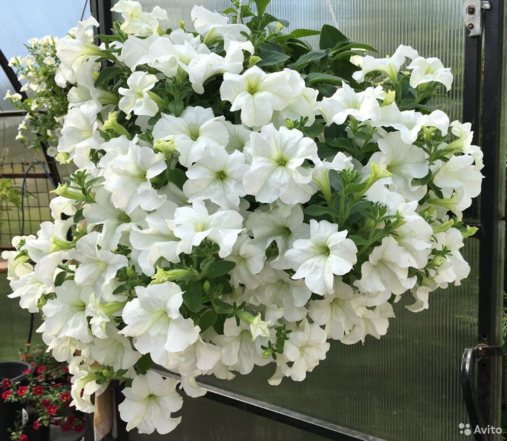 Потуния "Fanfare White"