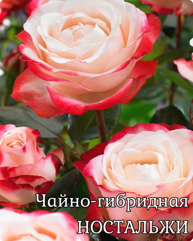Роза чайно-гибридная Ностальжи