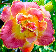 Лилейник Дивас Чойс