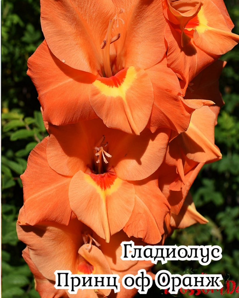 Гладиолус Принц оф Оранж