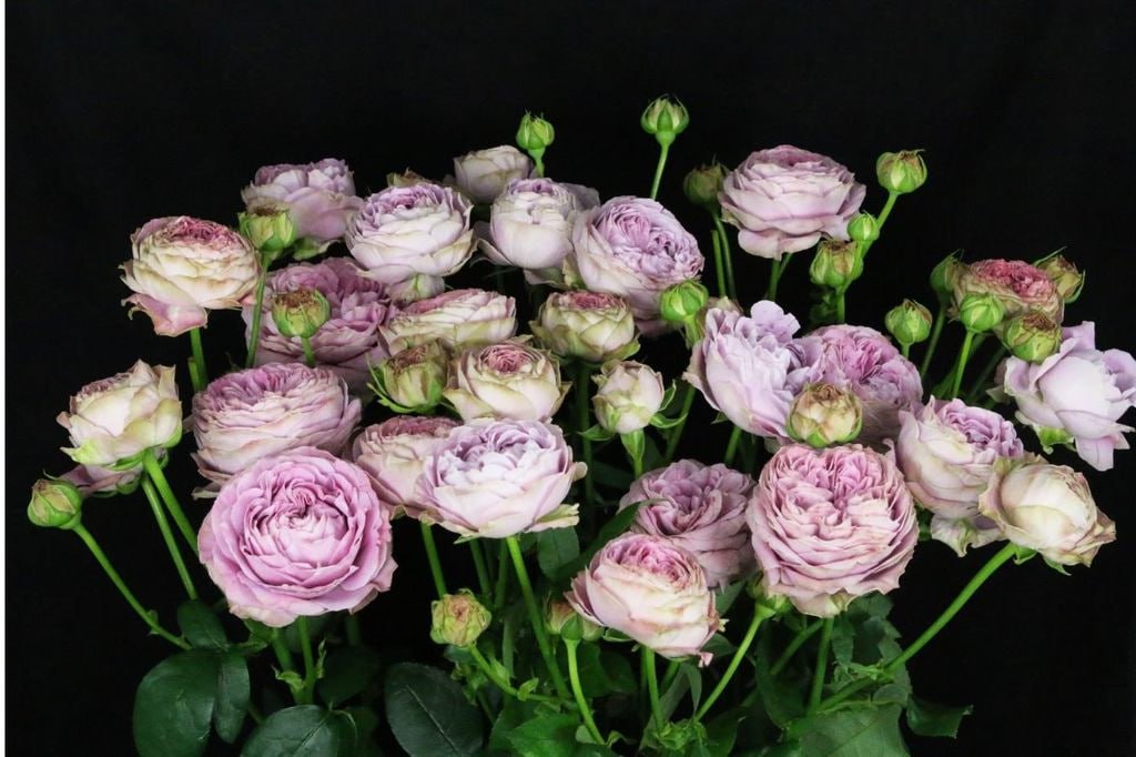 Роза Блоссом Баблс