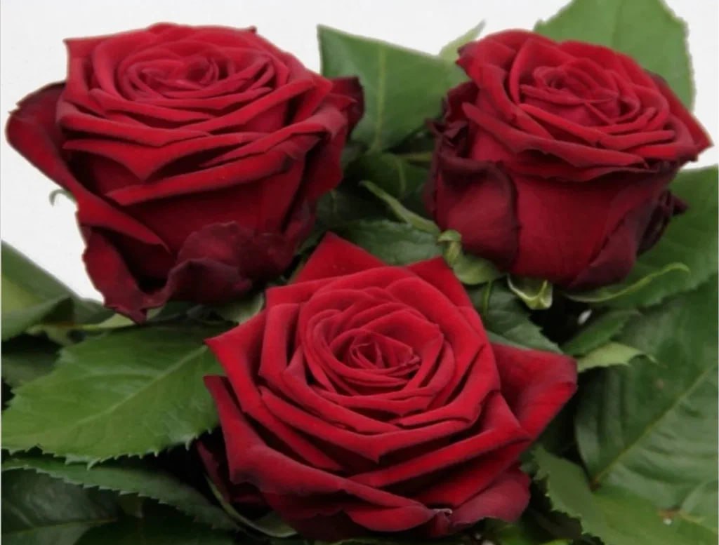 Роза чайно-гибридная Рэд Наоми