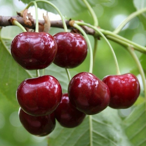 Саженцы черешни «Мария»