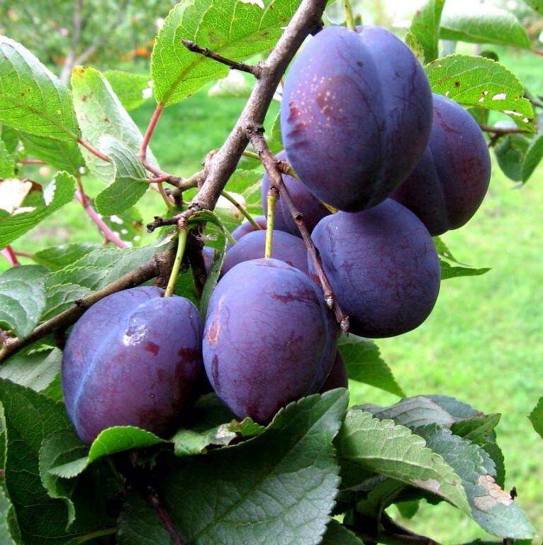 Слива Кромань