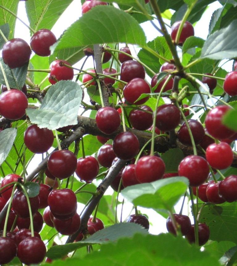 Саженцы вишни «Ливенская»