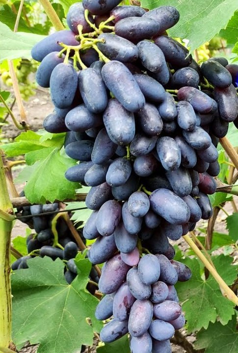 Виноград Академик Авидзба