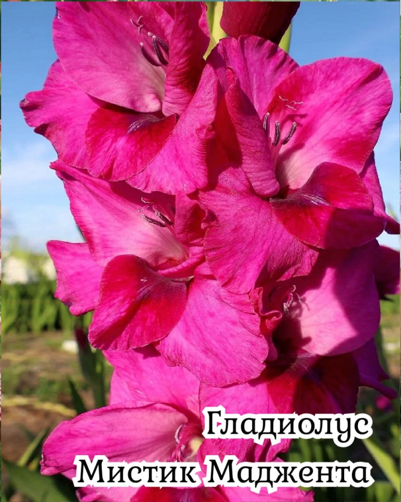 Гладиолус Мистик Маджента