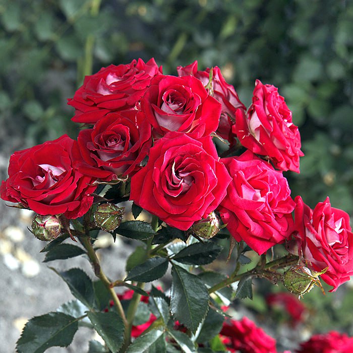 Роза спрей Руби Стар