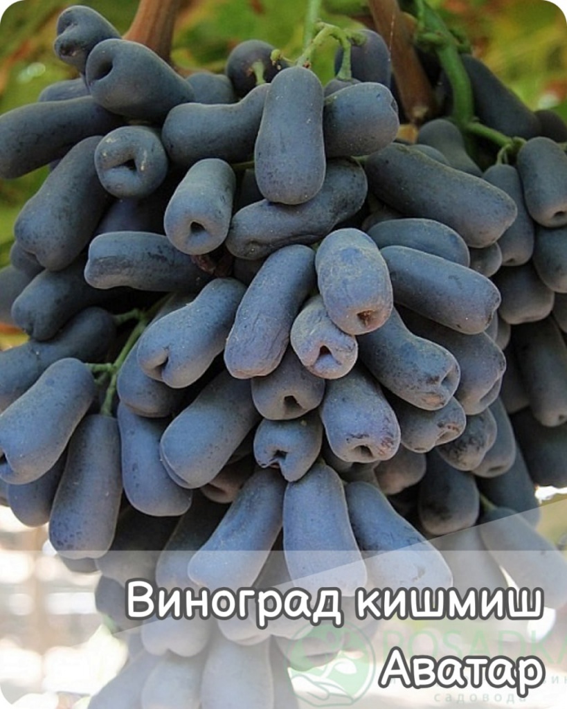 Виноград Аватар Кишмиш