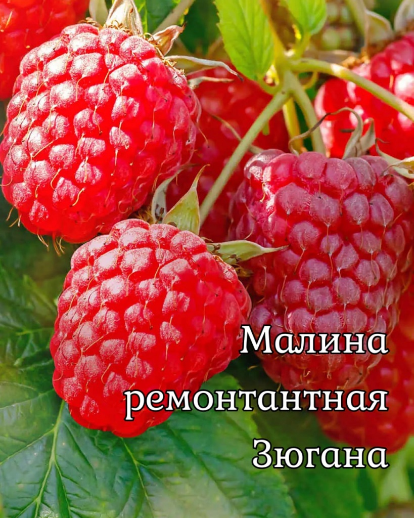 Малина ремонтантная Зюгана