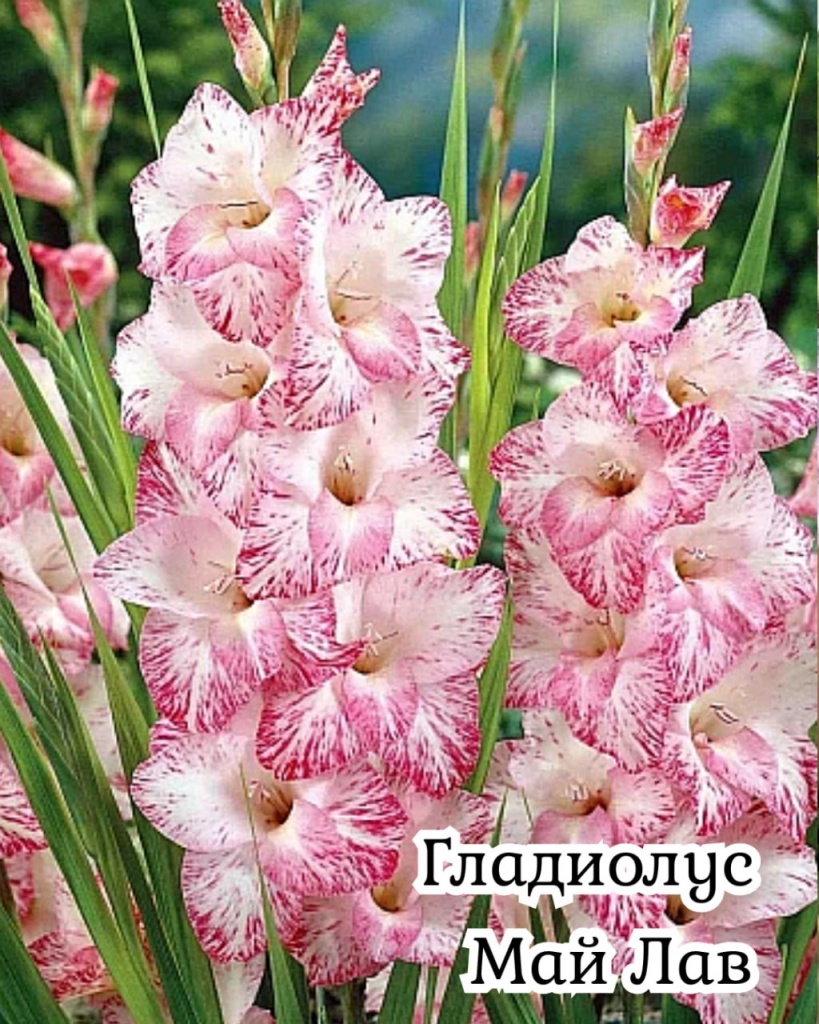 Гладиолус Май Лав
