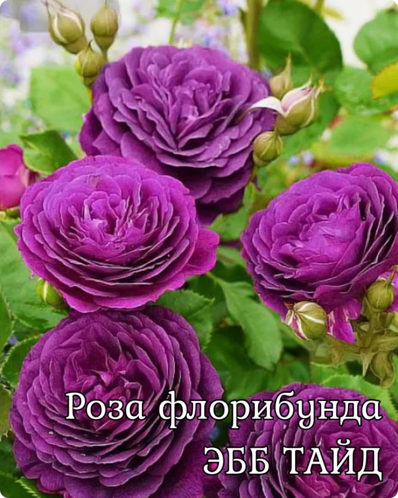 Роза флорибунда Эбб Тайд