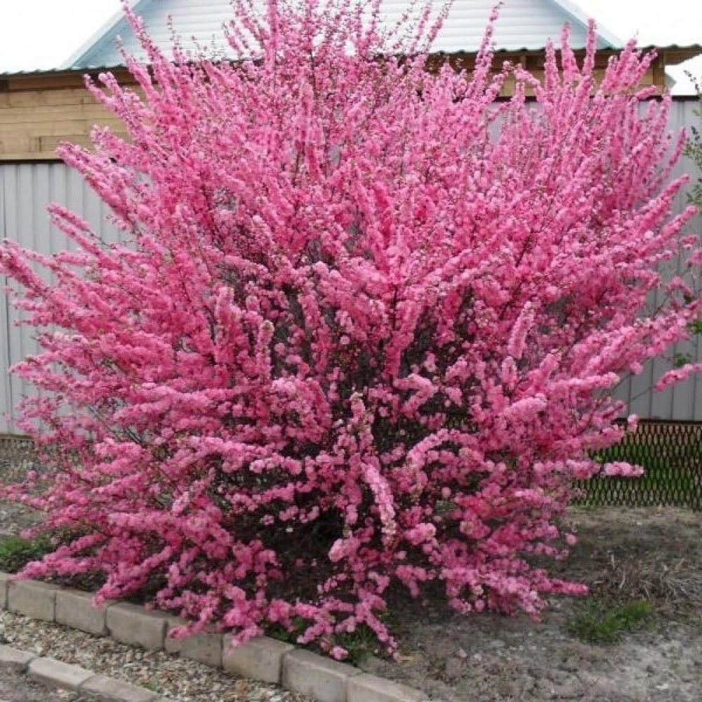 Миндаль Розенмунт