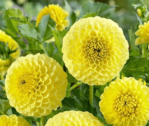 Георгина Голден Тач