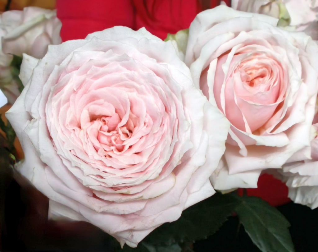 Роза чайно-гибридная Тсумуги